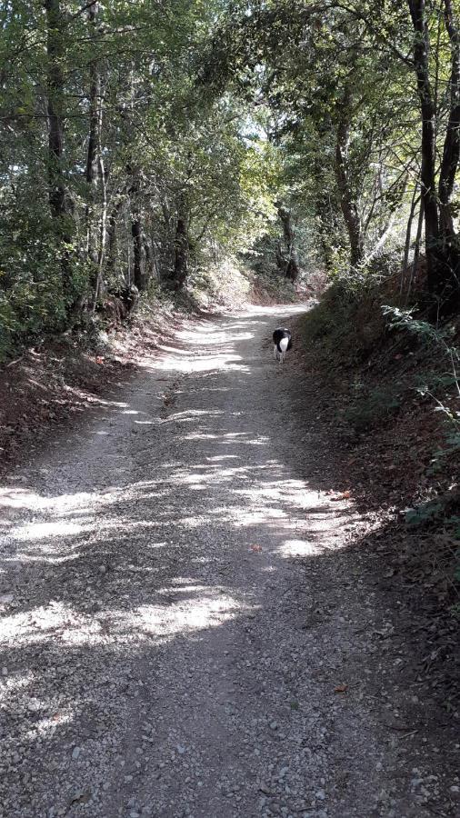 B&B Il Pizzagiallo Massa Martana Εξωτερικό φωτογραφία