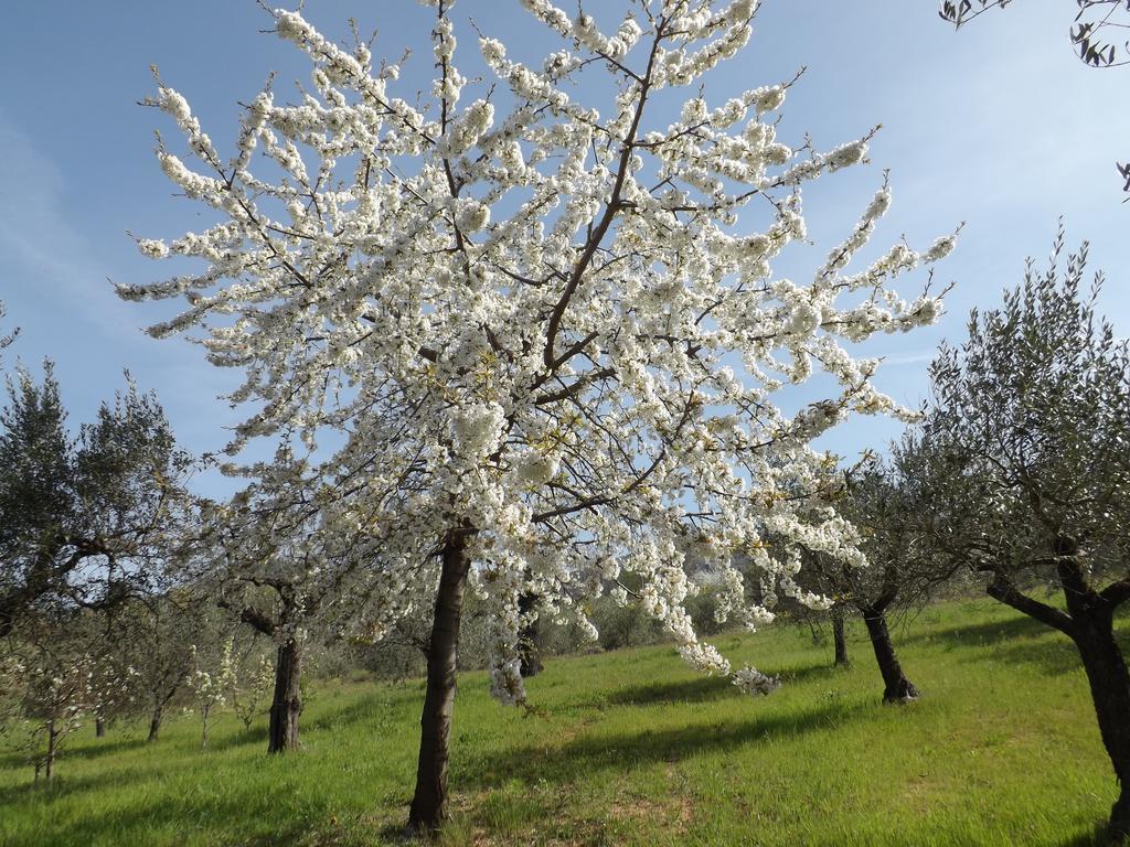 B&B Il Pizzagiallo Massa Martana Εξωτερικό φωτογραφία